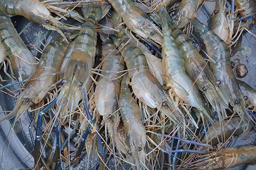 ผลผลิตกุ้งก้ามกราม