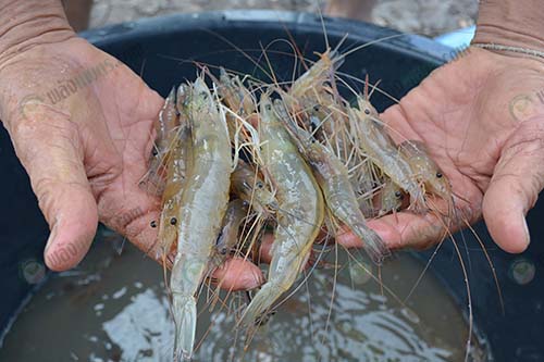 ผลผลิตกุ้งขาว