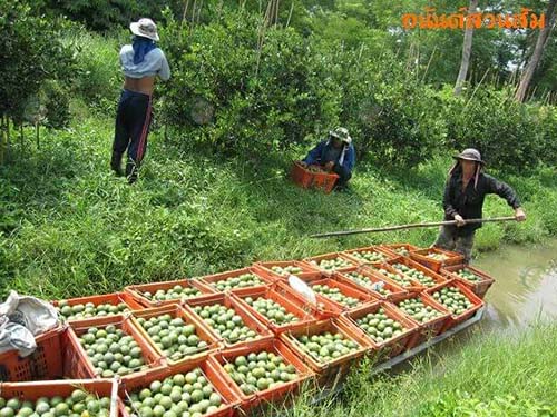 ใช้เรือในการขนผลผลิตออกจากสวน
