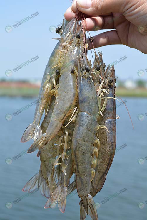 1.กุ้งขาว
