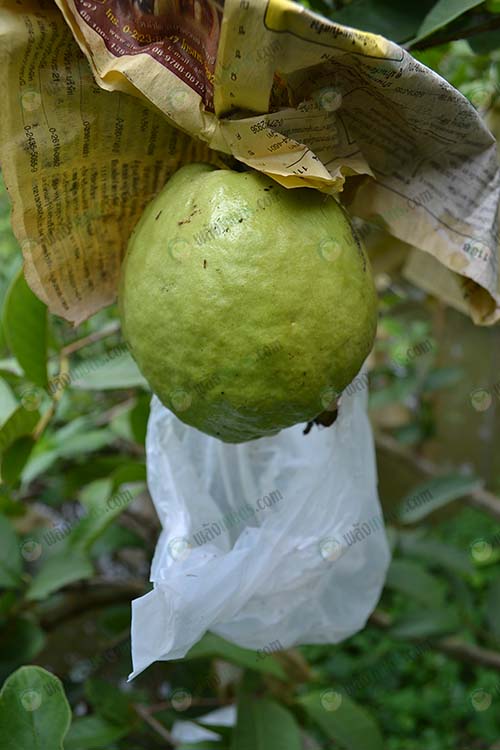 1.ผลฝรั่งแป้นยอดแดง