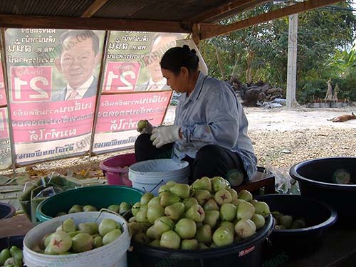 10.การคัดชมพู่แต่ละขนาด