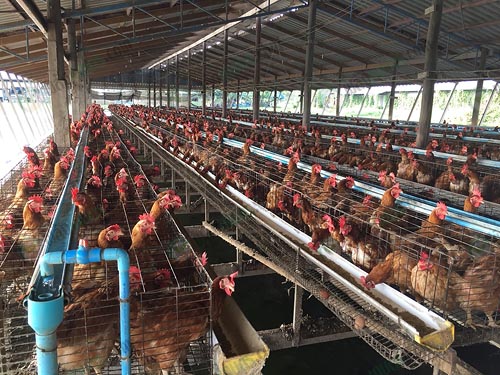 10.บรรยากาศในโรงเรือนไก่ไข่