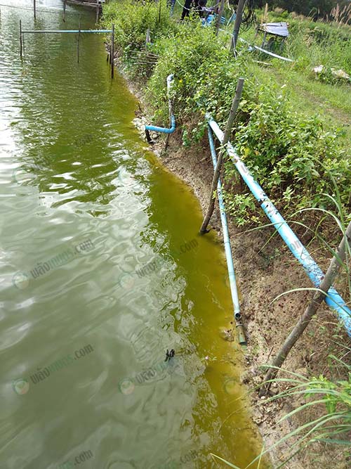 2.บ่อเลี้ยงกุ้งที่ใช้สารปรับสภาพดิน-สูตรปรับสภาพน้ำ-ไดนามิก-พลัส