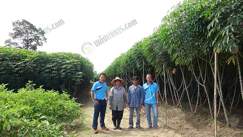 3.ความสมบูรณ์ของต้นมันสำปะหลัง