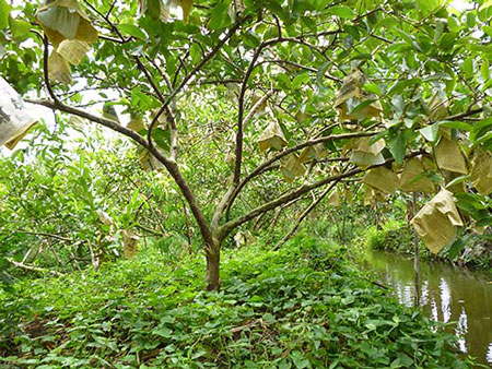 3.ต้นฝรั่งแป้นยอดแดงที่มีอายุ-5-ปี