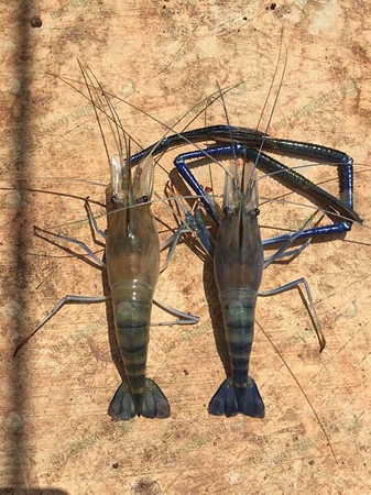 4.กุ้งก้ามกรามเพศเมีย-ซ้าย-และเพศผู้-ขวา