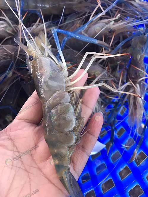 5.กุ้งก้ามกรามตัวเมียที่มีไข่