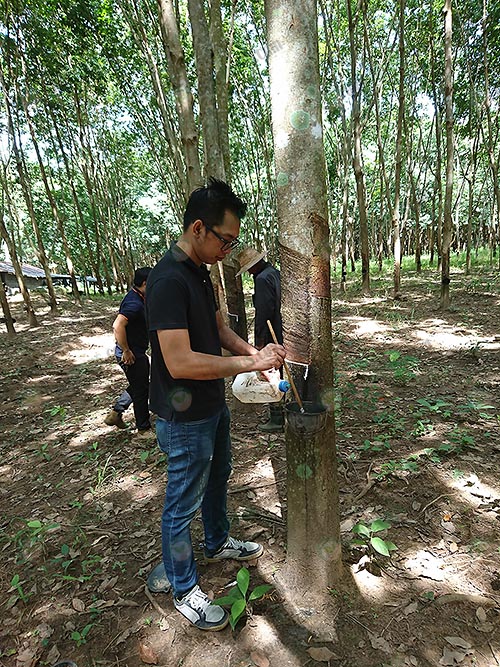 6.ขั้นตอนการใช้น้ำกรด-ตรากรดมดแดง