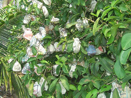 7.ห่อเพื่อป้องกันแมลงและสิ่งแปลกปลอมภายนอก