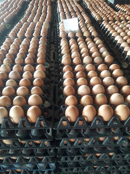 9.ไข่ไก่คัดไซส์พร้อมจำหน่าย