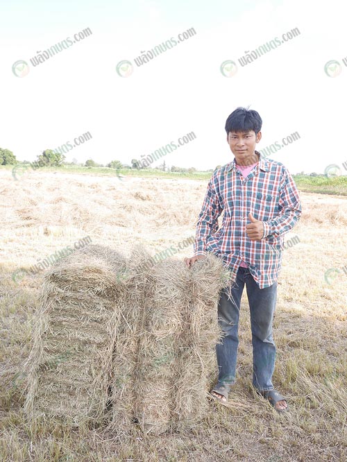 ก้อนหญ้าน้ำหนัก-18-20-กก.ต่อก้อน