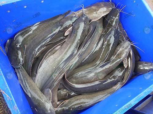 ผลผลิตปลาดุก