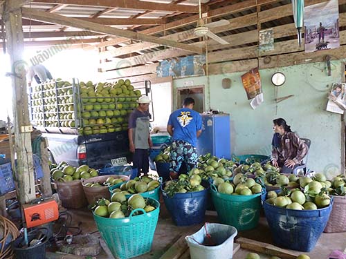 ผลผลิตส้มโอเตรียมส่งเข้าห้างสรรพสินค้า