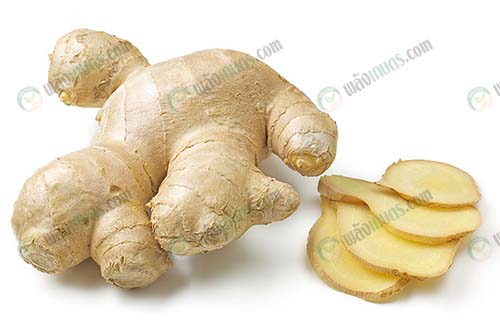 ไพล