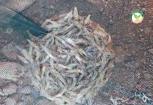 การเพาะ เลี้ยงกุ้งก้ามกราม ให้กับเกษตรกรไปเลี้ยง กุ้งก้ามกราม ต่อแค่ 2.5-3 เดือน การเพาะ เลี้ยงกุ้งก้ามกราม ให้กับเกษตรกรไปเลี้ยง กุ้งก้ามกราม ต่อแค่ 2.5-3 เดือน