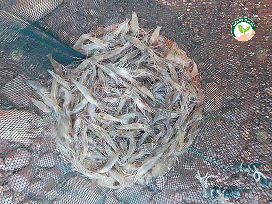 1.การเพาะ เลี้ยงกุ้งก้ามกราม ให้กับเกษตรกรไปเลี้ยง กุ้งก้ามกราม ต่อแค่ 2.5-3 เดือน