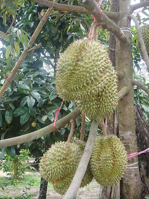 1.ทุเรียน