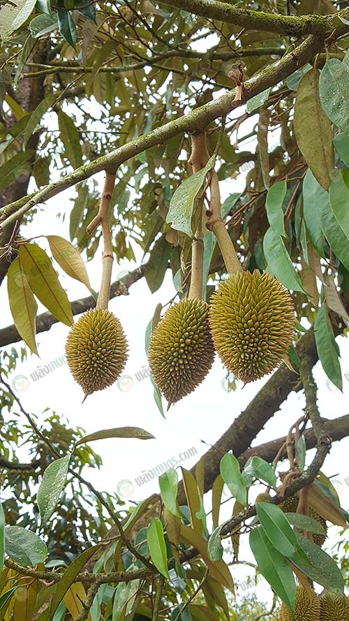 1.ทุเรียนลูกเท่าไข่เป็ดที่สมบูรณ์
