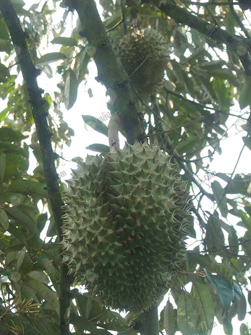 1.สวนทุเรียน