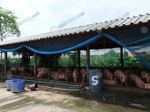 1.โรงเรือนหมูขุน