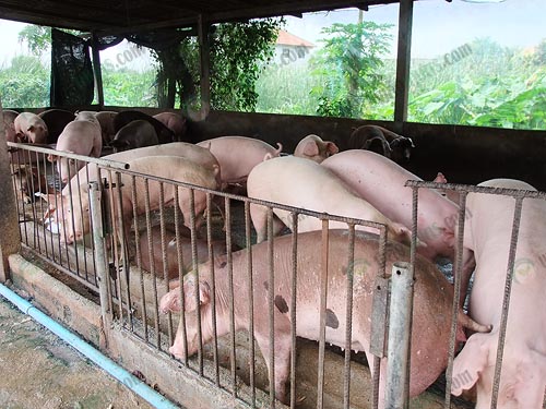 10.หมูขุน