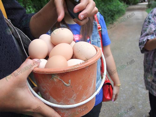 11.ไข่ไก่