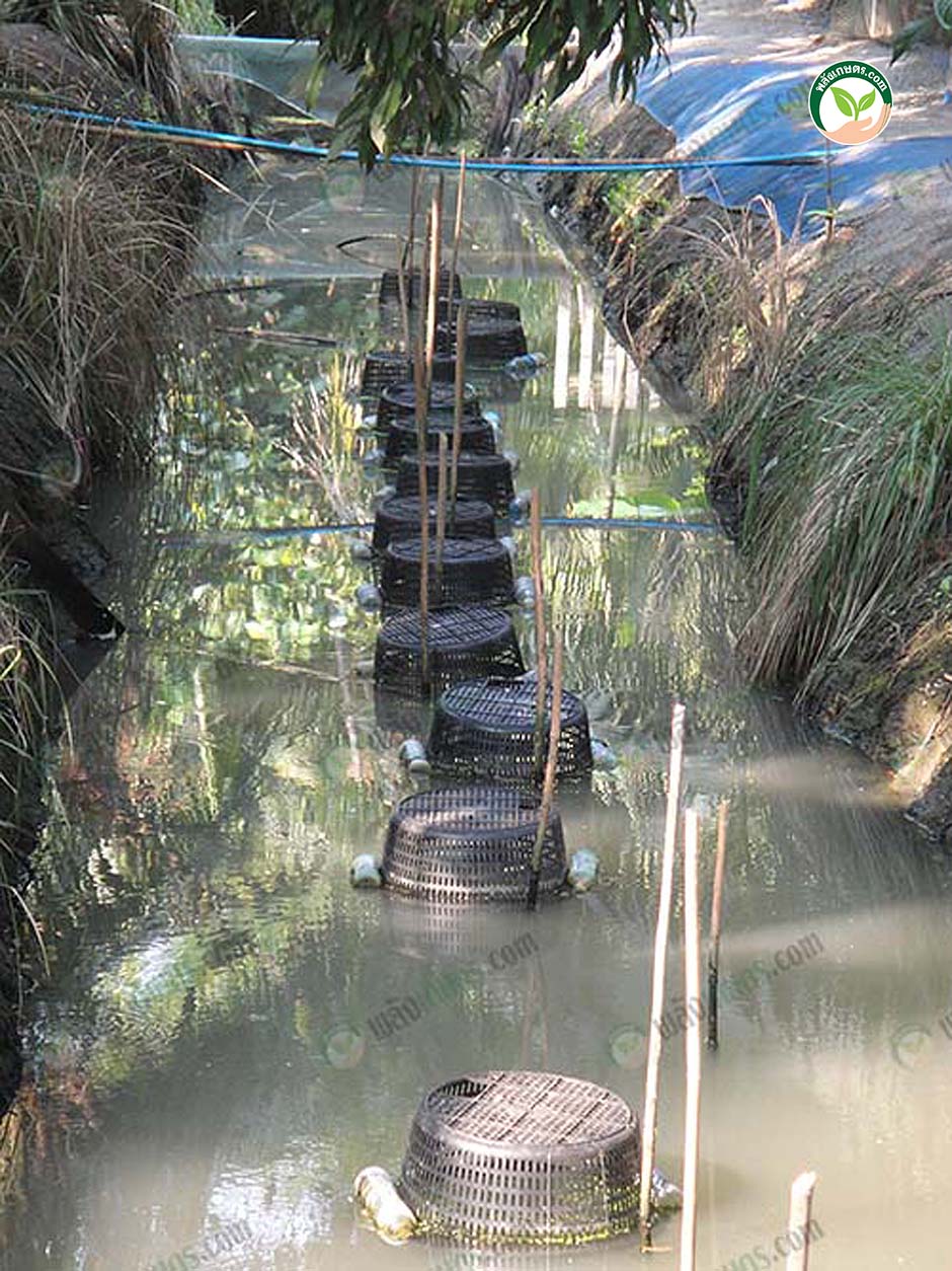 2.เลี้ยงกุ้งก้ามกรามในตะกร้า กุ้งหลวง กุ้งแม่น้ำ กุ้งน้ำจืด ในร่อง สวนมะพร้าว