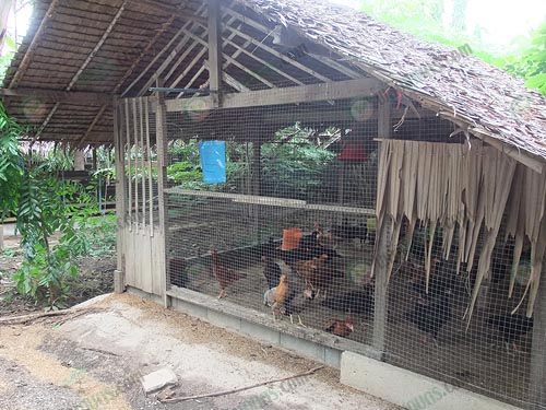 3.โรงเรือนเลี้ยงไก่-3-สายพันธุ์