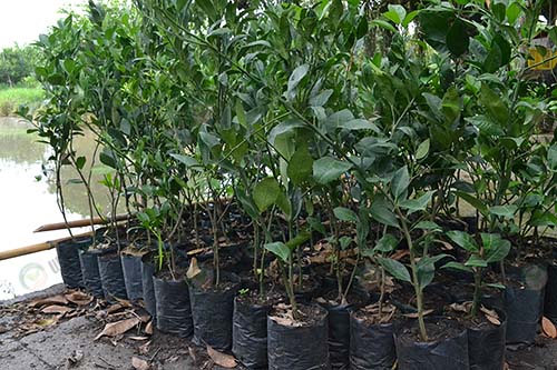 4.ต้นกล้าส้มเขียวดำเนินพร้อมปลูก