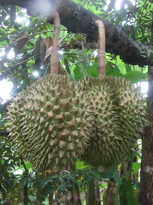 4.ทุเรียนพันธุ์หมอนทอง
