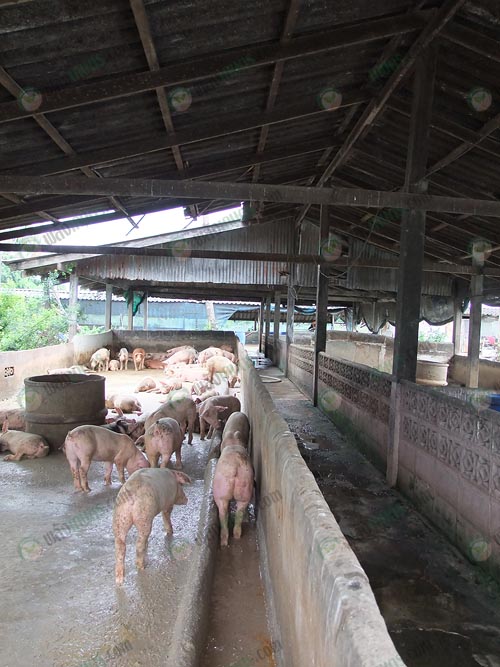 4.ให้อาหารและน้ำหมู