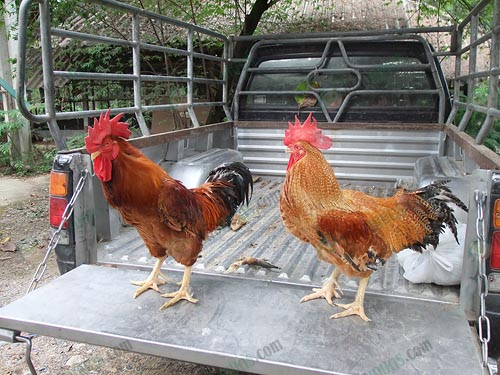 4.ไก่พ่อพันธุ์
