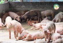 การเลี้ยงหมูขุน ต้นทุนต่ำ คู่บ่อปลา จัดการ ขี้หมู และเศษอาหาร ให้งอกงามเป็นเงิน การเลี้ยงหมูขุน ต้นทุนต่ำ คู่บ่อปลา จัดการ ขี้หมู และเศษอาหาร ให้งอกงามเป็นเงิน
