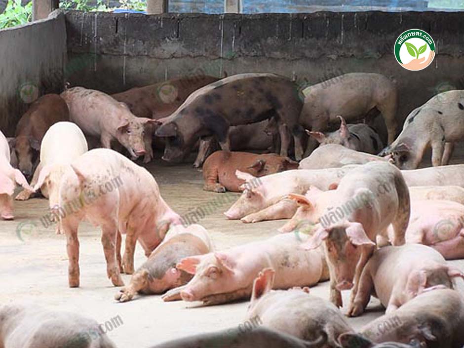 5.การเลี้ยงหมูขุน ต้นทุนต่ำ คู่บ่อปลา จัดการ ขี้หมู และเศษอาหาร ให้งอกงามเป็นเงิน
