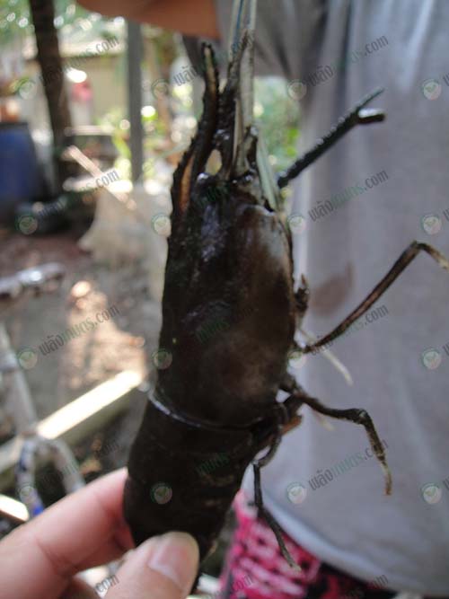 5.กุ้งตะกร้า-ขนาด-200-กรัม-ก่อนการลอกคราบ