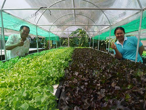 5.คุณกนกวรรณ-อยู่สุข-และคุณเฉลย-กับฟาร์มผักไฮโดรฯ