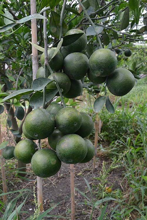 5.ส้มเขียวดำเนินพร้อมเก็บ