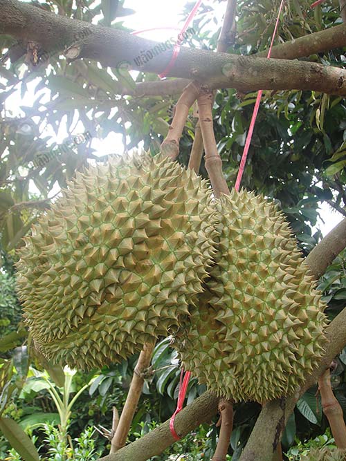 5.ใช้เชือกฟางโยงกิ่ง-กิ่งจะได้ไม่หัก