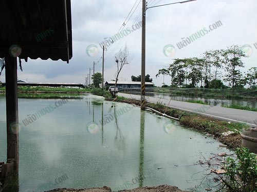 6.บ่อปลาดุกและปลาสวาย