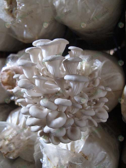 6.เห็ดนางรมฮังการี