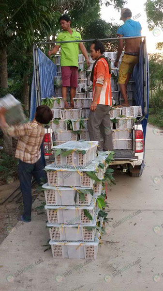 7.จำหน่ายลำไยสู่ท้องตลาด