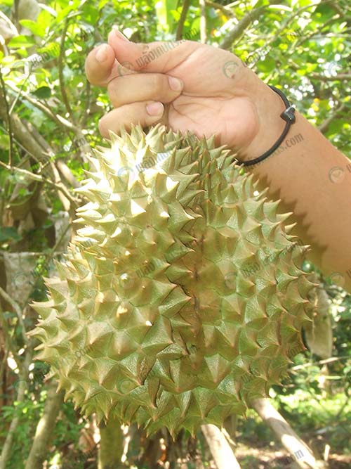 7.ผลผลิตทุเรียน