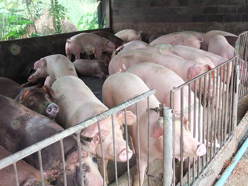7.หมูแข็งแรงดี-ภูมิต้านทานดี-เลี้ยงง่าย