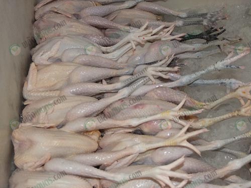 7.ไก่สดเตรียมส่งลูกค้า-มีทั้งแข้งดำและไม่ดำ