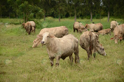 8.นำโคเข้าประมูล