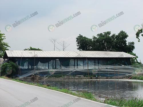 9.คลุมตาข่ายบ่อเลี้ยงปลาดุกและปลาสวายป้องกันนก