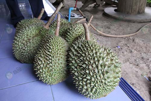 9.ทุเรียนพร้อมส่งลูกค้า