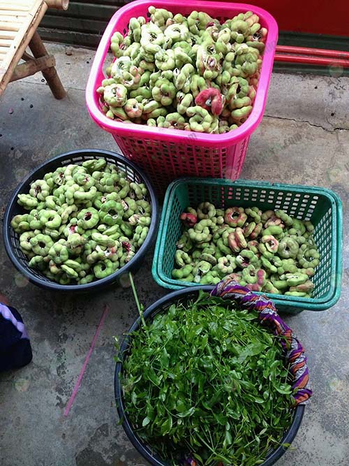 9.ผลผลิตที่รอแม่ค้ามารับถึงสวน