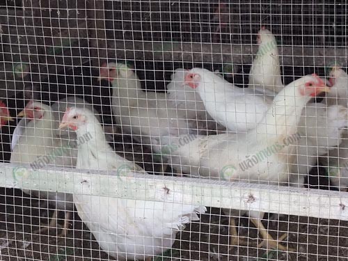 9.ไก่สุขภาพแข็งแรง-ต้านทานโรคได้ดี